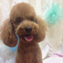 펫샵몽 네이버블로그