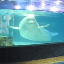 롯데월드아쿠아리움 이미지