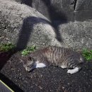 교룡주유소 이미지