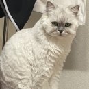 그루밍캣 압구정점 이미지