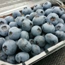 초롱농장 이미지