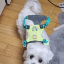써니하이 | [동이템] 러프웨어 하이앤라이트 하네스 ✨️리미티드✨️ 써니라임 xxs 실물 후기!