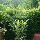 비파나무집 이미지