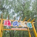 만 마리의 호랑이 | 중국 하얼빈여행코스 대륙스케일 느낄 수 있는 호랑이동물원 동북호림원