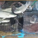 남항대교 이미지