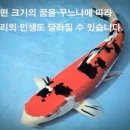 코이 이미지