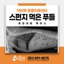 스펀지동물병원 네이버블로그