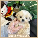 지산캔넬 | 공주시강아지분양 설레임의시작