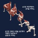 [서울/부산] 5월 CES KOREA ​기능 해부학 클래스 이미지