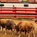 청도소싸움경기장 이미지