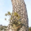 대장경테마파크 앞 이미지