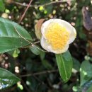 허브나래 이미지