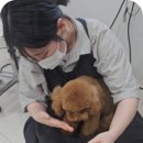 폼나고폼나개 이미지