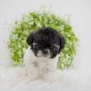 대명동 강아지 이미지