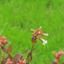 1711 | 동창이 밝았느냐 : 남구만(南九萬 1627~1711)