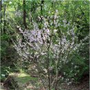 성불사길 이미지