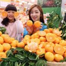 돌빌레 조선비즈