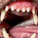 남양주동물병원 이미지