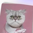 [백석]미니어쳐지도사 과정(미니어처 지도사2급) | 반려동물양모초상화 액자 제작 후기 l 건이 강이 “건강”이야기