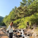 이다해 카카오 검색결과