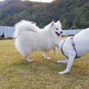 두푸딩하우스 이미지