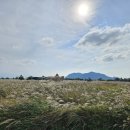 옥도면사무소 | [전북 군산] 야미도 갈대밭! 선유도 가는길 아름다운 갈대 풍경이 있는 걷기 좋은 길 추천! 군산가볼만...