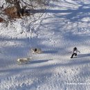 알프스비디오 이미지