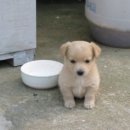 솔방죽 | 8박 10일 미국 여행기 (1-2일차)