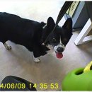 오늘더빛나개 이미지