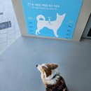 대전 반려견 에너지파크 강아지 공원 다녀왔어요 예약 정보