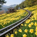 이편한뜰어린이집-1구간 | 서울 근교 봄꽃 여행 추천 화담숲 예약방법 2026 개화시기 모노레일 꿀팁 총정리