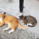 서귀고양이 이미지