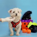 대해초등학교 이미지