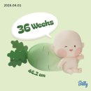 아이스크림 할인점(신길점) | P22. [임신 후기] 평화로운 36주-37주
