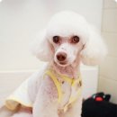 몽실이 이미지