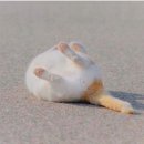 이야옹 이미지