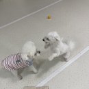 청주 애견유치원 꼬리흔들개Lucky | 청원구애견유치원 우리 아이를 위한 새로운 공간, 꼬리흔들개Lucky