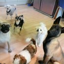 복돌이애견 이미지