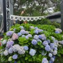 롯데리아울산장생포점 | 2026 울산 장생포 수국축제 개화현황 주차 팁, 모노레일 당일 예약 명당 자리 후기
