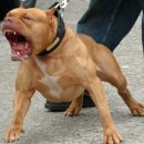 강령2호 이미지