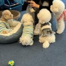 구야네 애견샵 | 👨🏻🎂