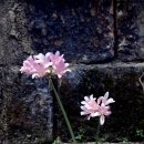 천곡사 계곡 이미지