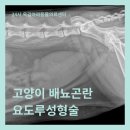 개봉동물병원 이미지