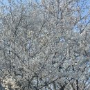 한스메디팜 이미지