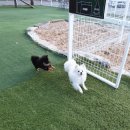 코코애견 이미지