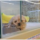 대구강아지분양 마마스미독 본점 이미지