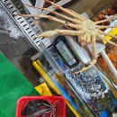천진수산 | 속초관광수산시장 천진횟집 정말 맛있었던 박달대게, 오징어, 복어, 고등어, 독도새우 후기