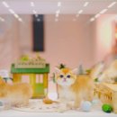 골든스웨터 캐터리 이미지