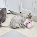 서초 강남 고양이미용 후기 호텔링까지 가능한 블랙스완