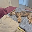 구지동물병원 | 강아지장례 펫포레스트 남양주점 다람이 잘 보내주고 왔어요